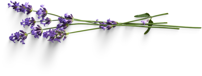 Bunch of Lavender Flowers